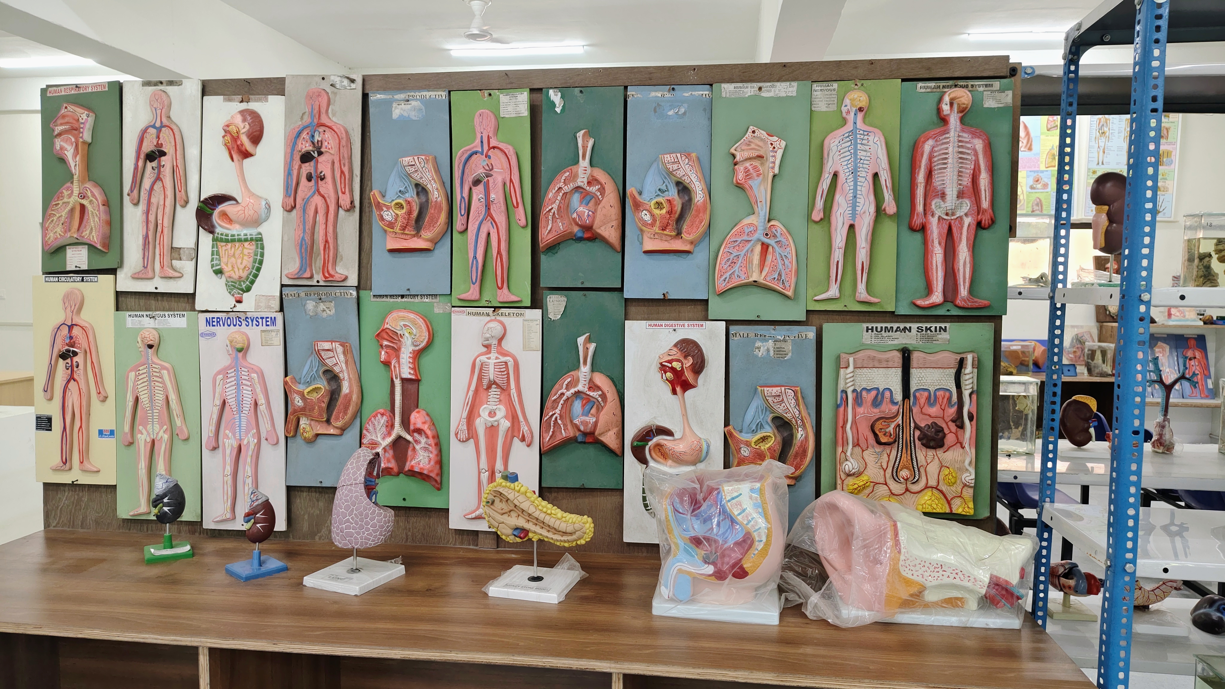 Anatomy Department
