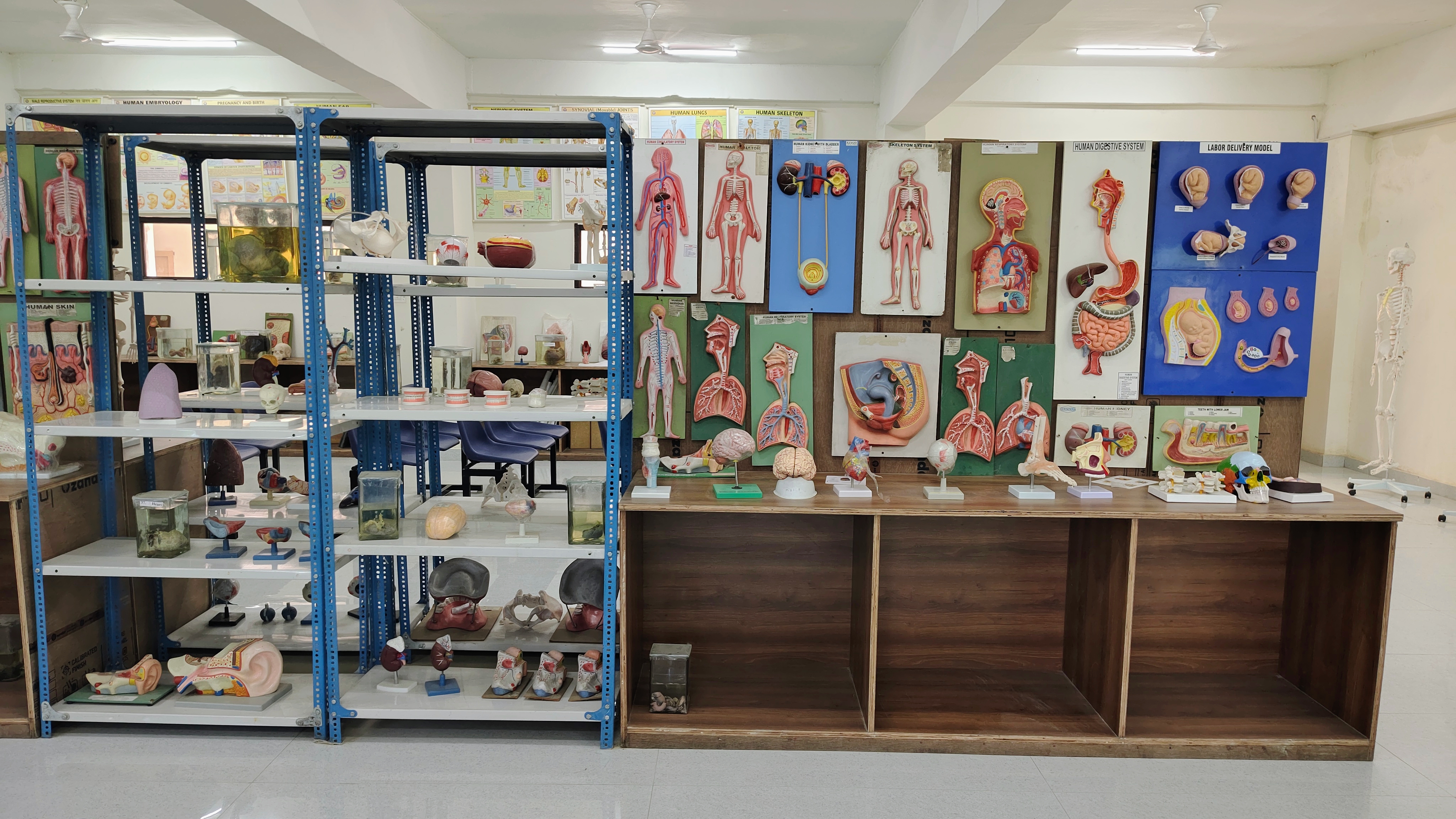 Anatomy Department